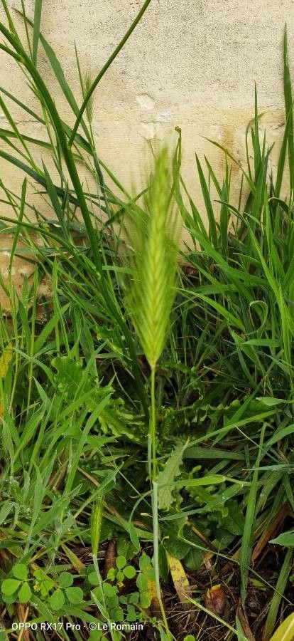 Dasypyrum villosum flower