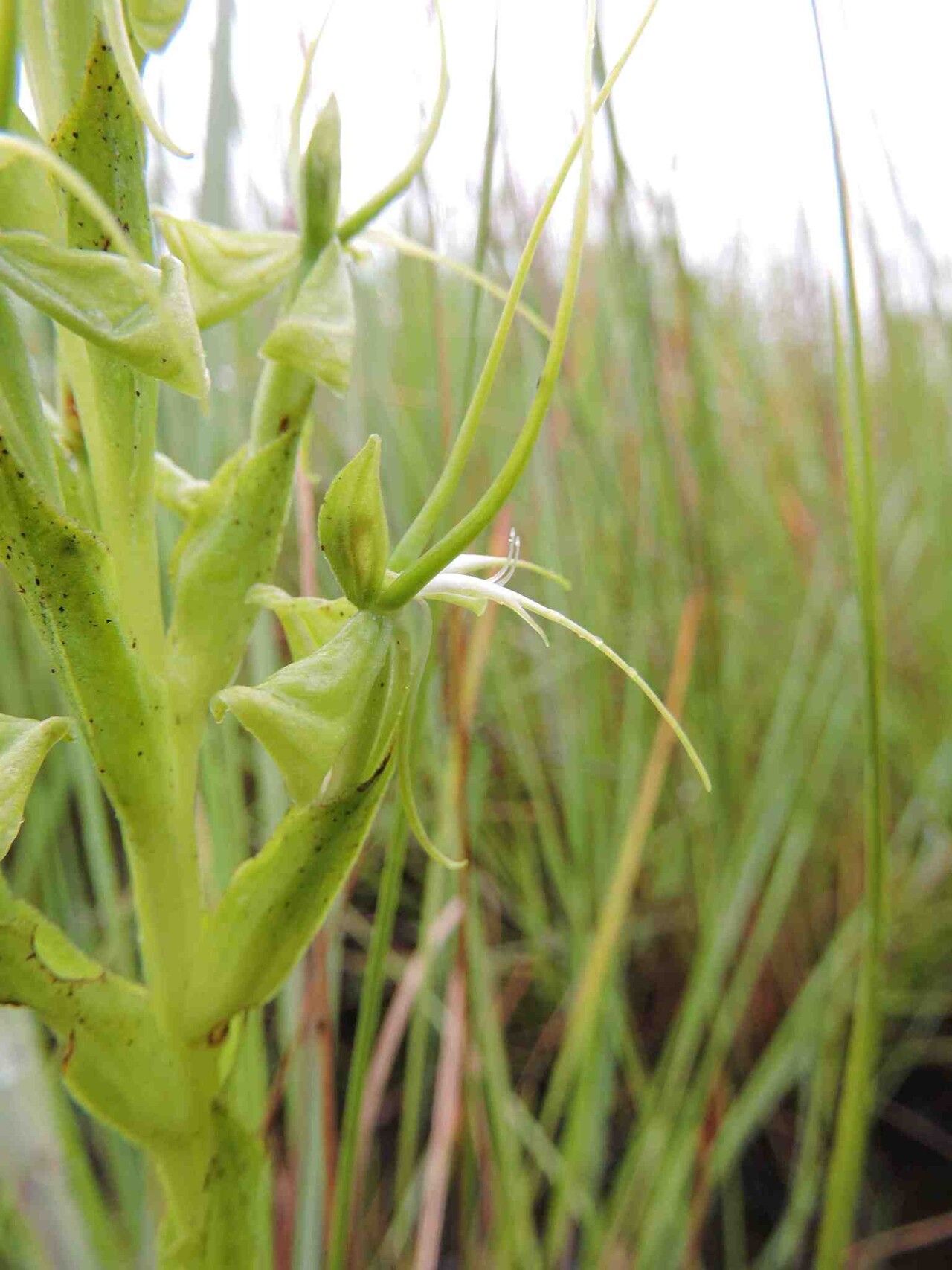 Habenaria cornuta flower