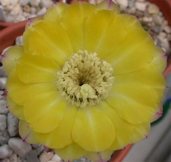 Leucostele nigripilis flower