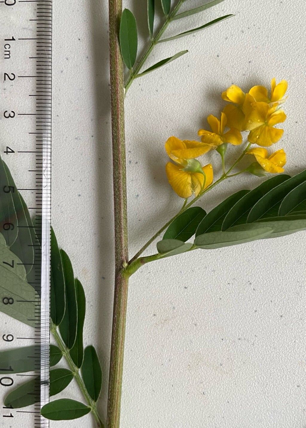 Sesbania sericea flower