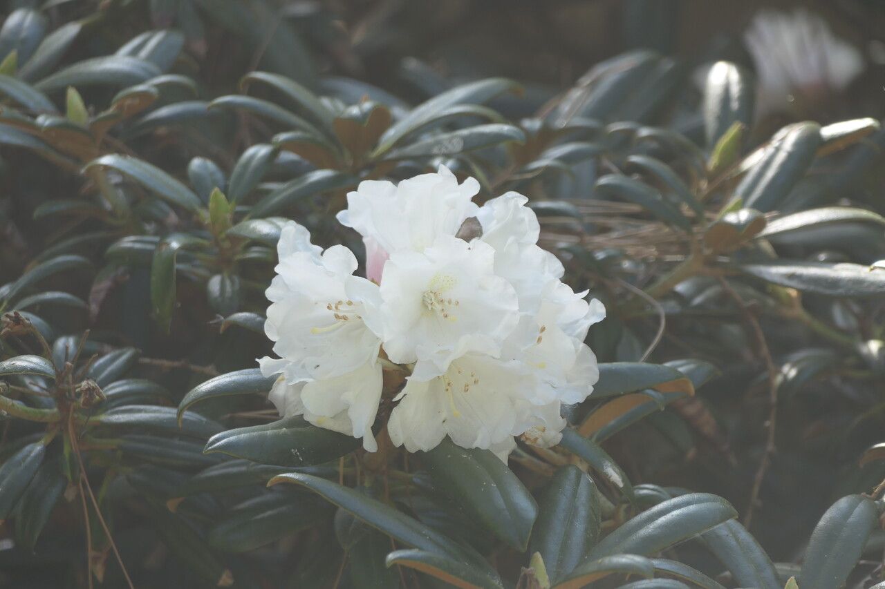 Rhododendron yakushimanum flower