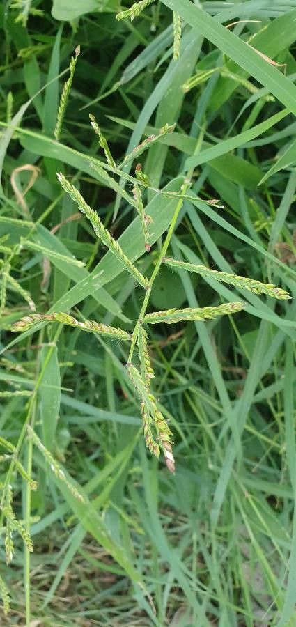 Urochloa panicoides flower