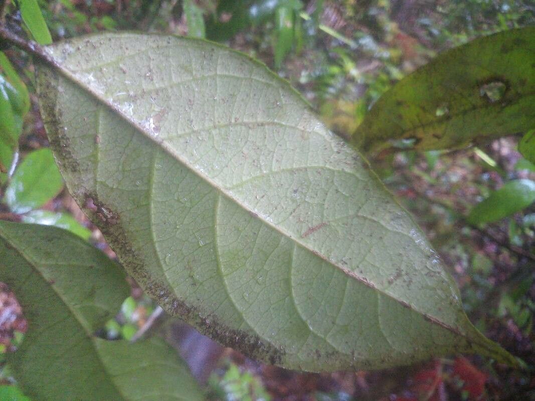 Rinorea riana — houseplant care guide