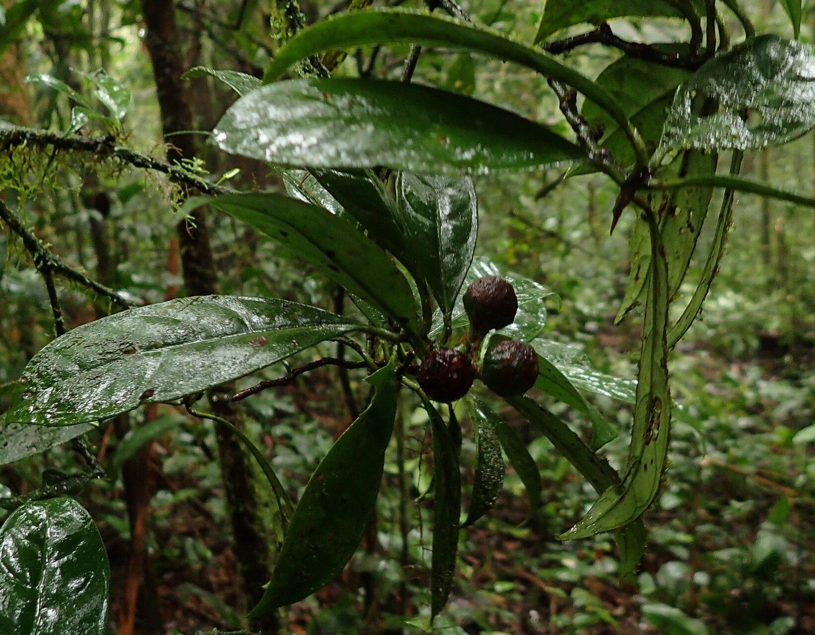 Psychotria dewildei fruit