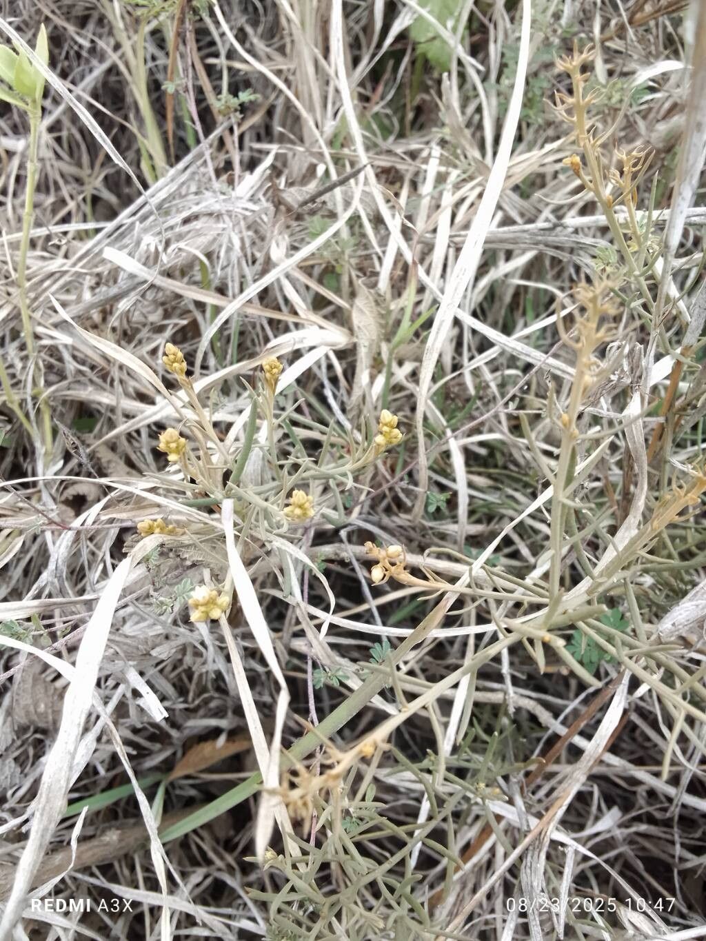 Chlorophytum humifusum — search result for 'Chlorophytum'