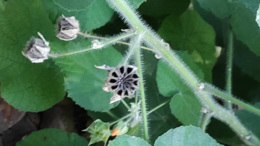 Abutilon peruvianum bark
