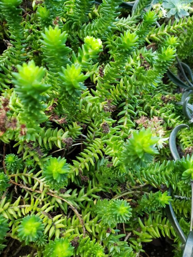 Villadia batesii — related species from the same genus