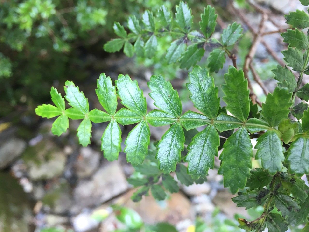 Weinmannia trichosperma — search result for 'Cunoniaceae'