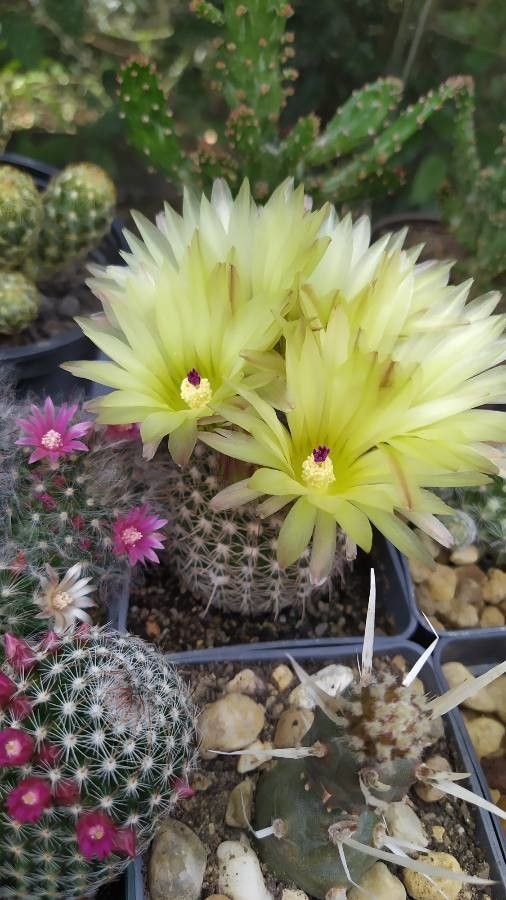 Parodia arnostiana flower