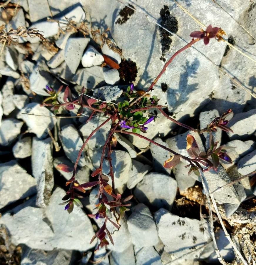Polygala supina habit