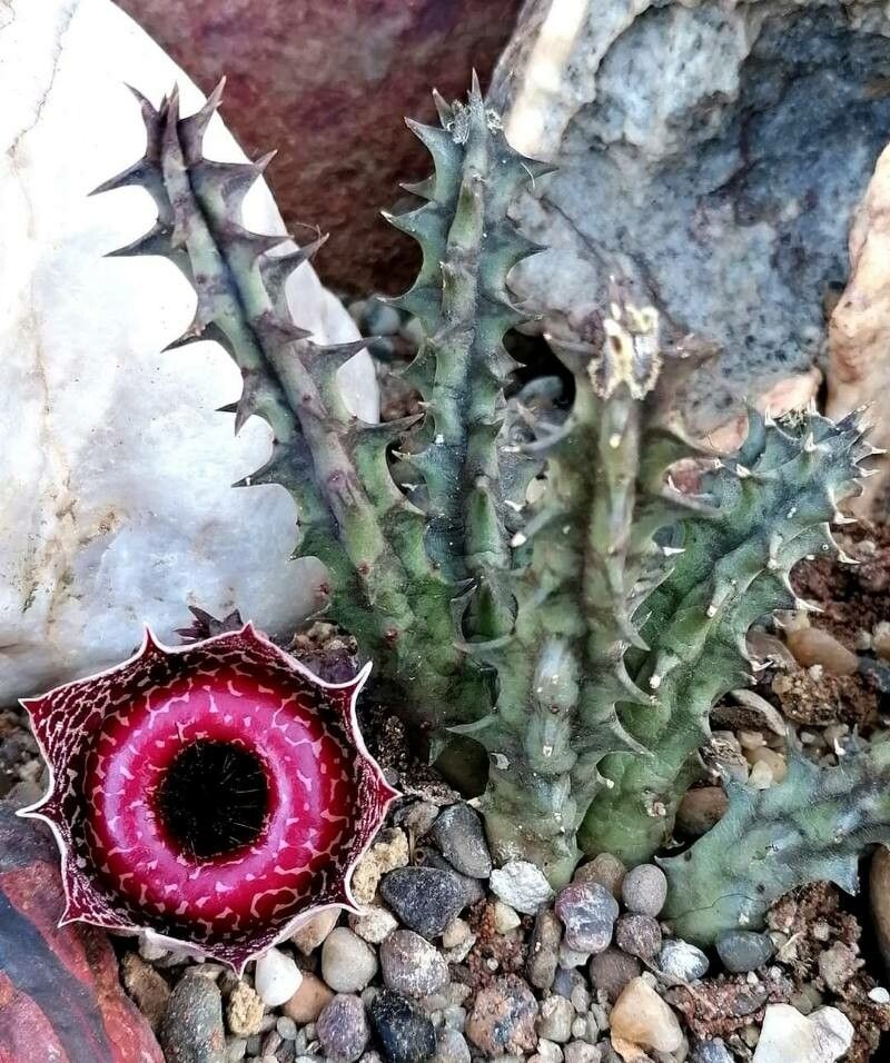 Huernia guttata — search result for 'Huernia'
