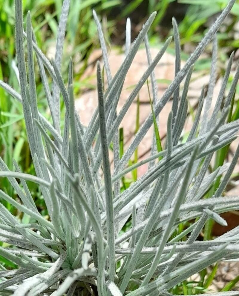 Plantago bismarckii — search result for 'Plantago'