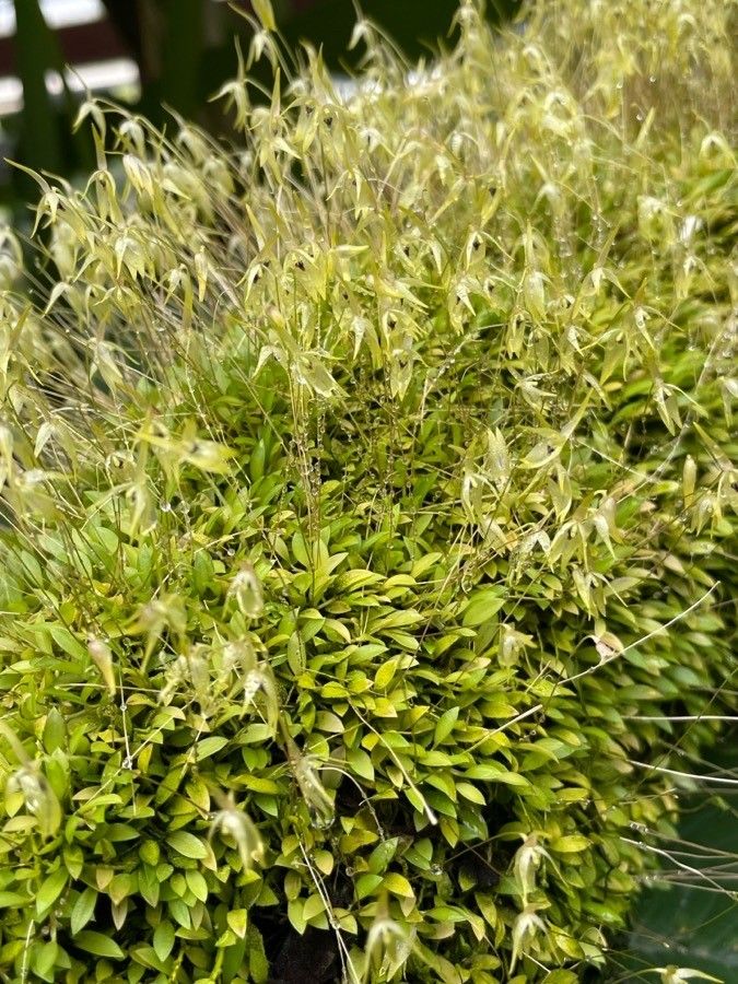 Barbosella gardneri — related species from the same genus