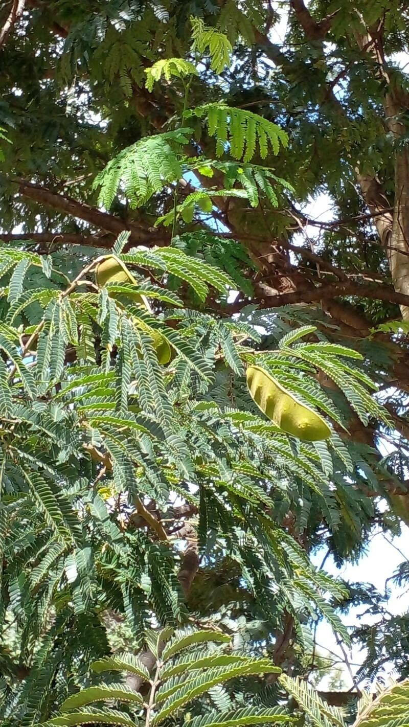 Senegalia riparia fruit