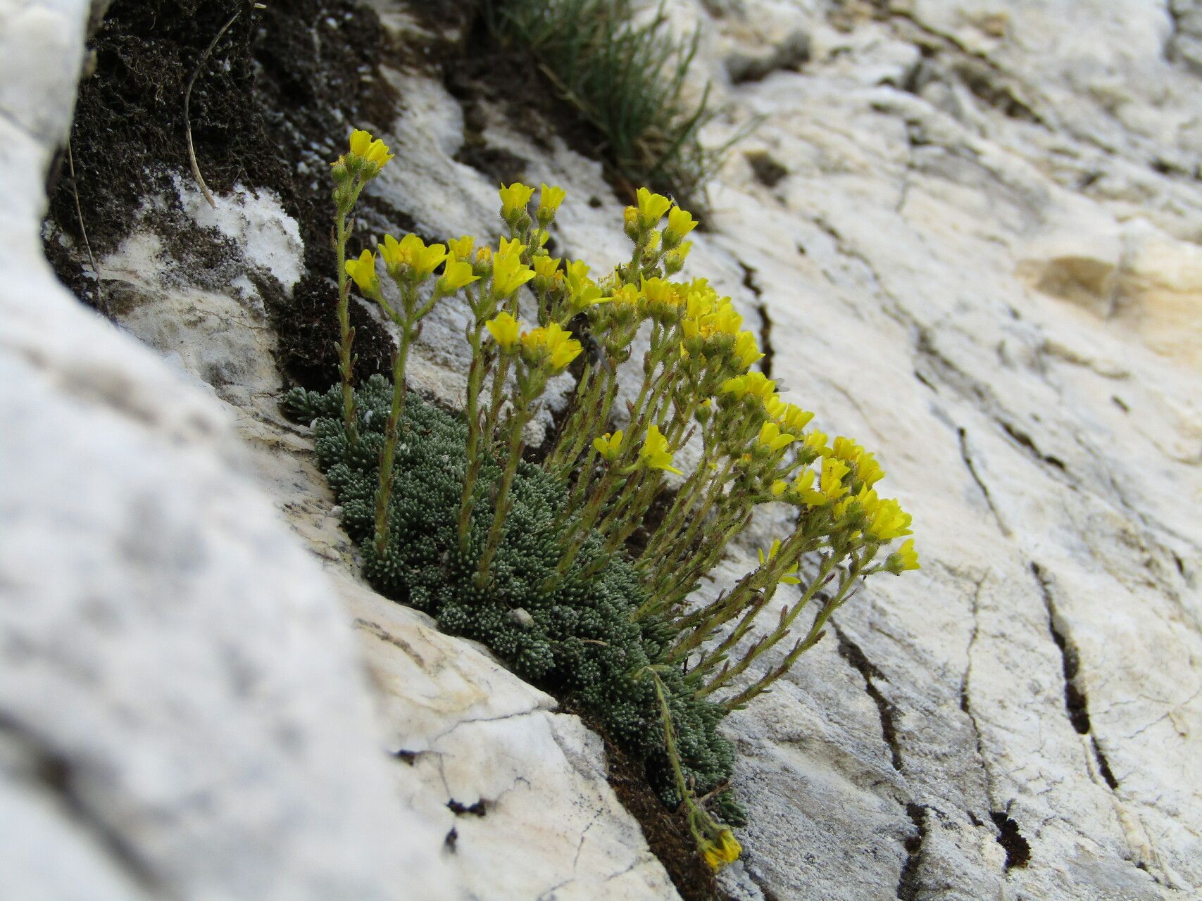 Saxifraga ferdinandi-coburgi habit