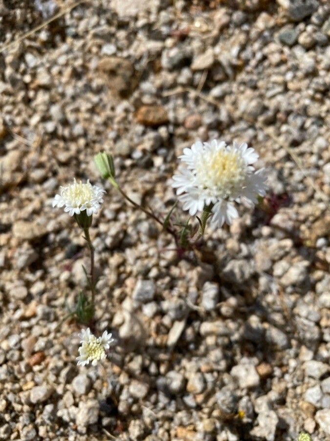 Chaenactis fremontii — related species from the same genus