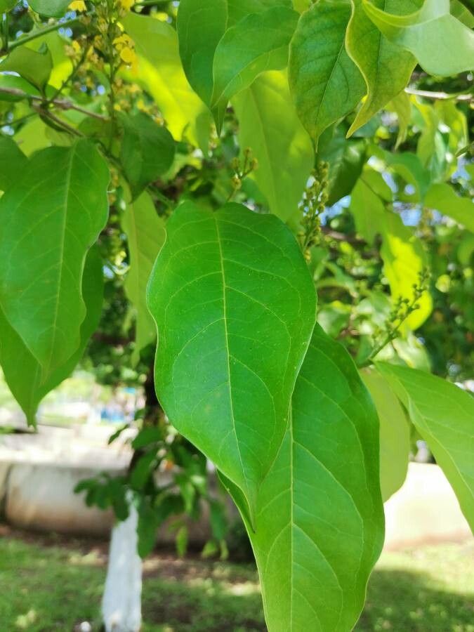 Bunchosia nitida — search result for 'Bunchosia'