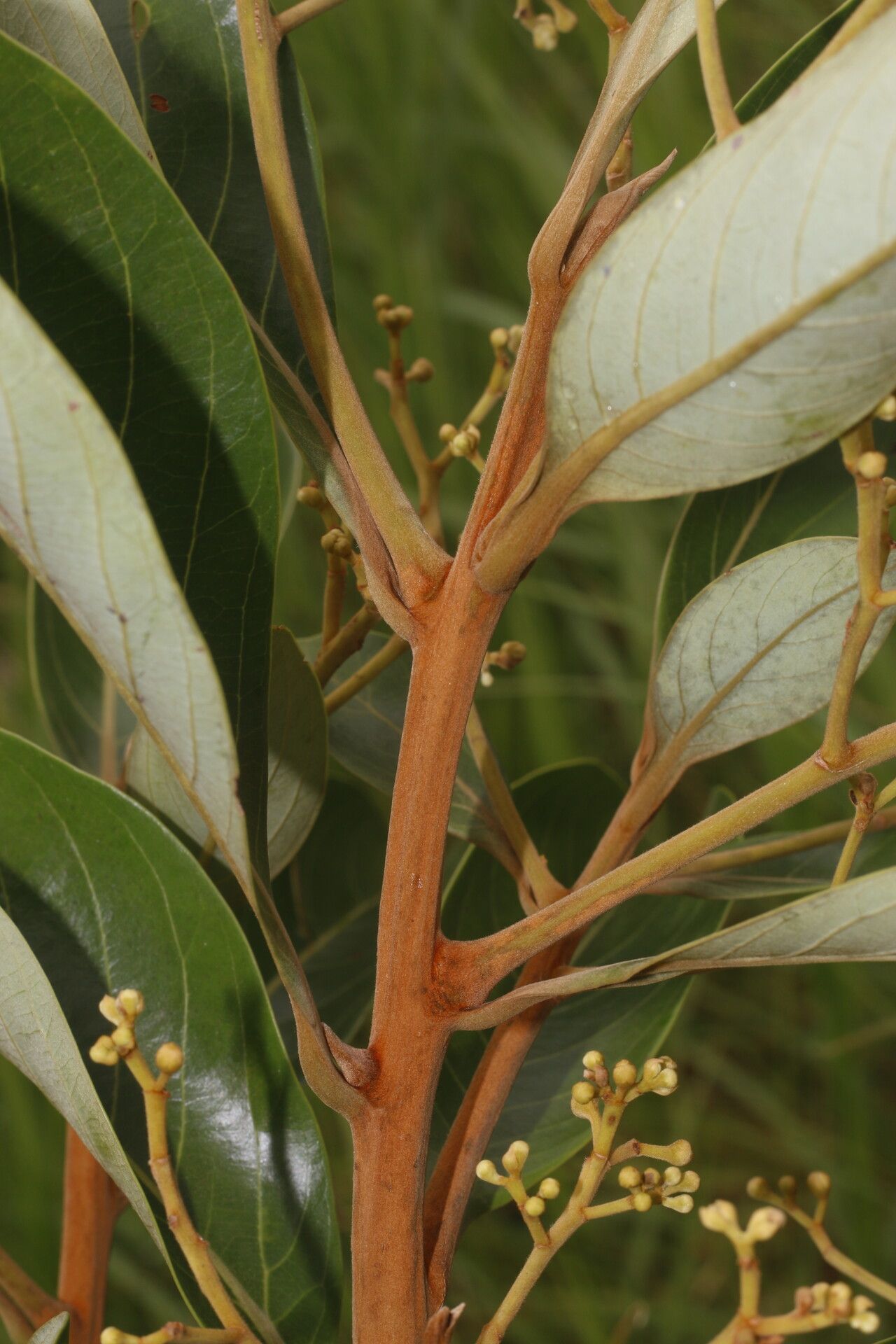 Ocotea monteverdensis — houseplant care guide