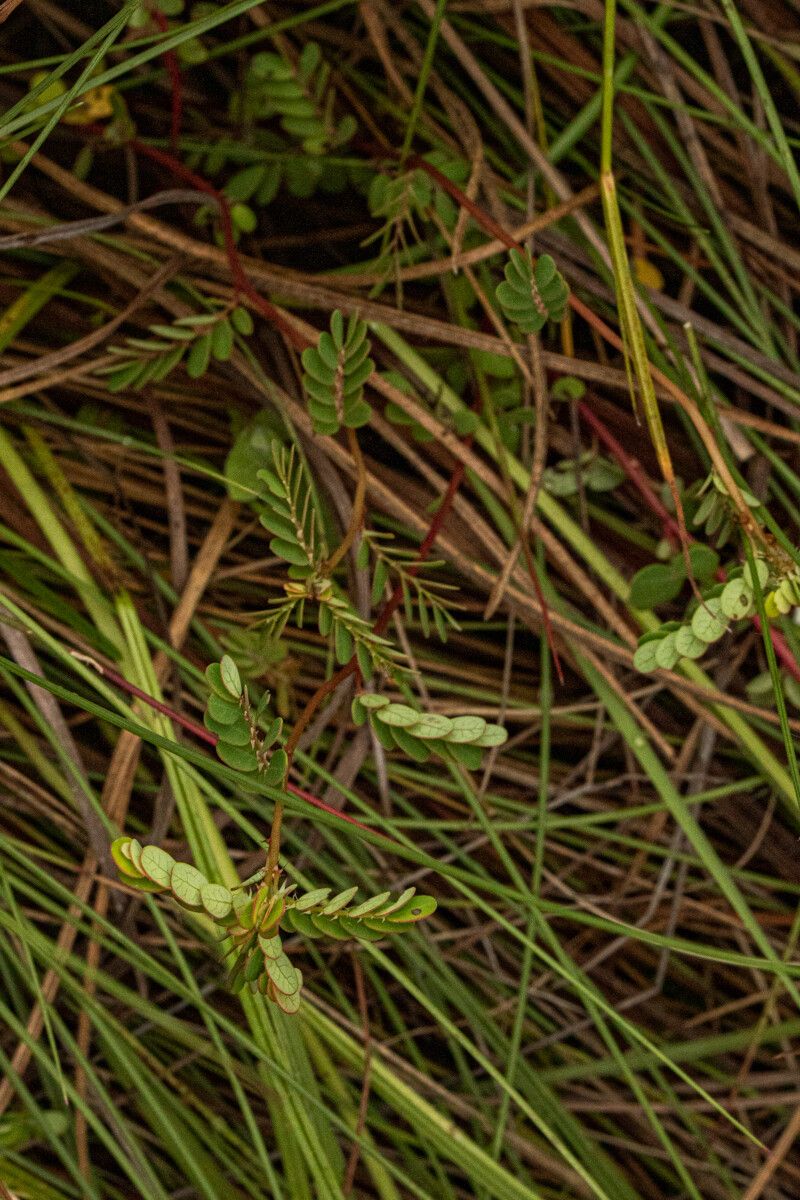 Phyllanthus arvensis habit