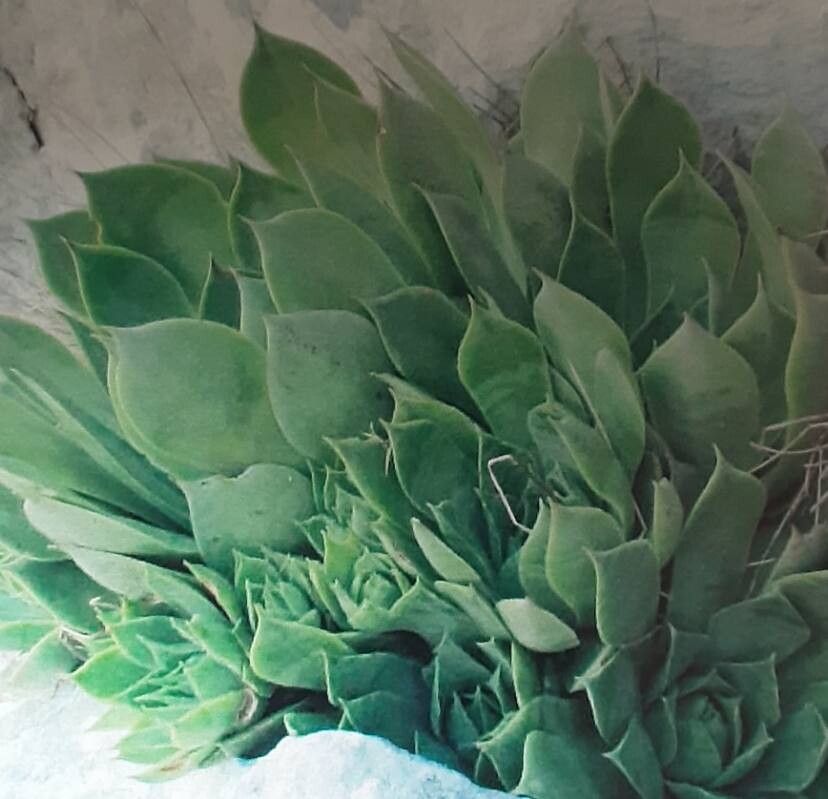 Sempervivum soculense — search result for 'Sempervivum'