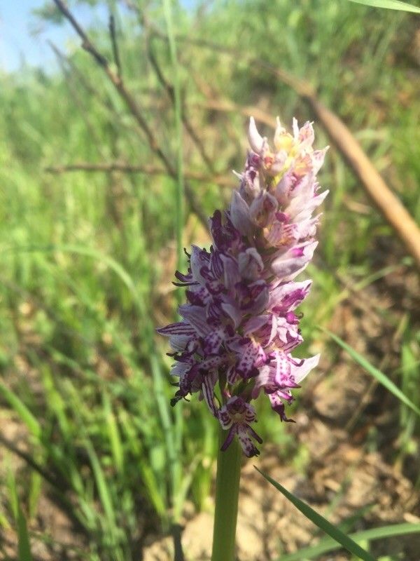 Neotinea x dietrichiana flower