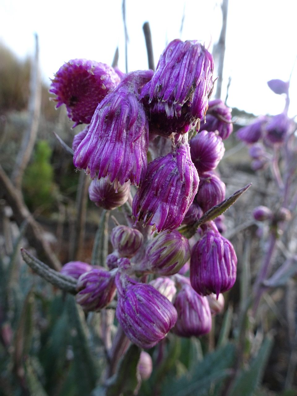 Senecio roseus flower