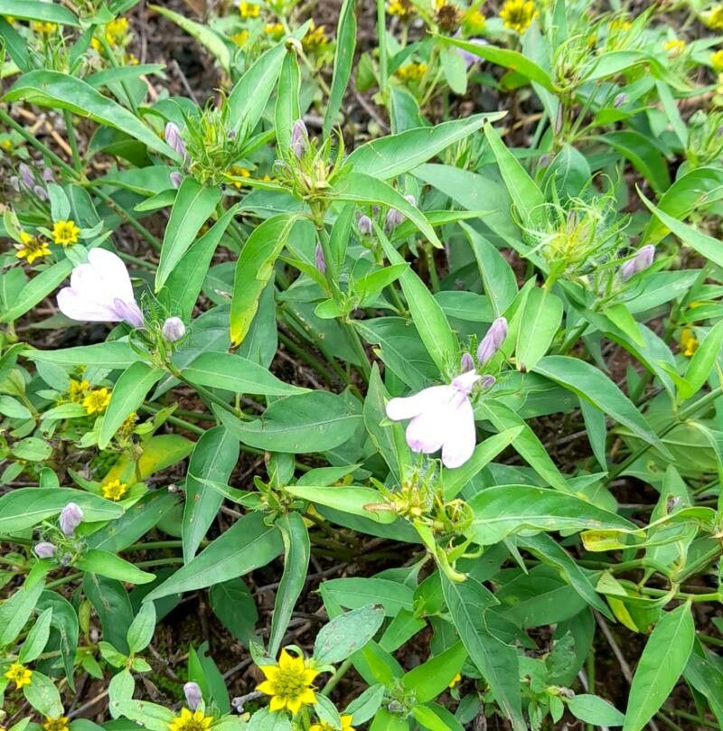 Justicia squarrosa habit
