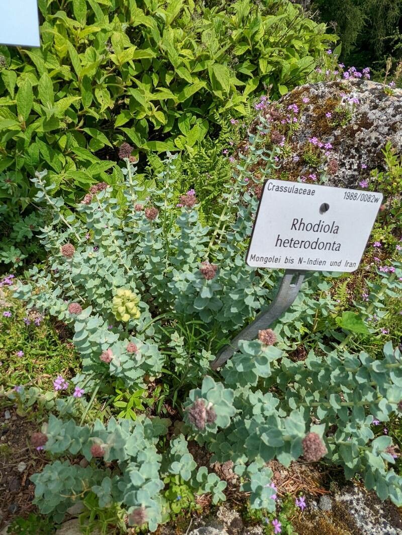 Rhodiola heterodonta habit