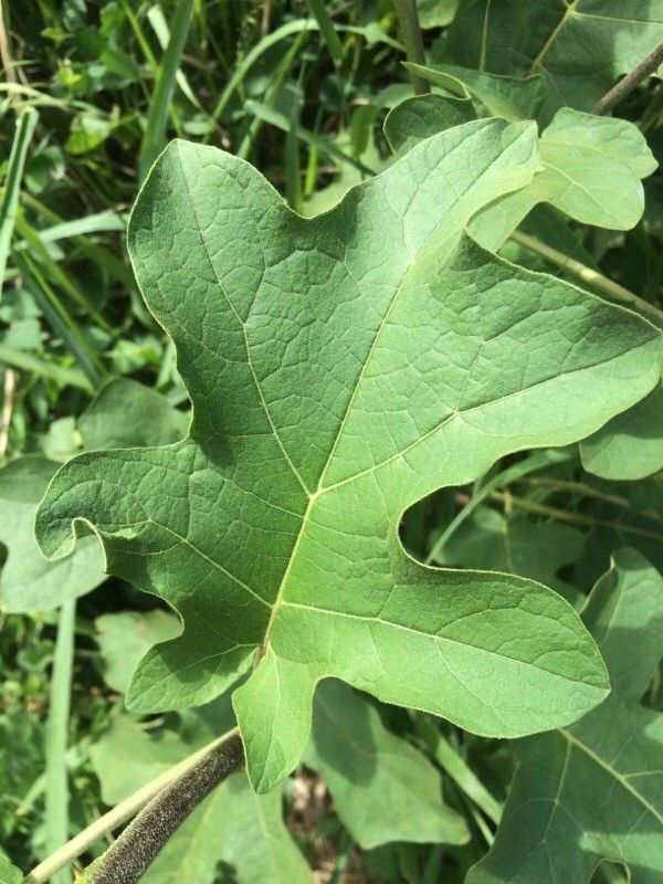 Solanum robustum leaf