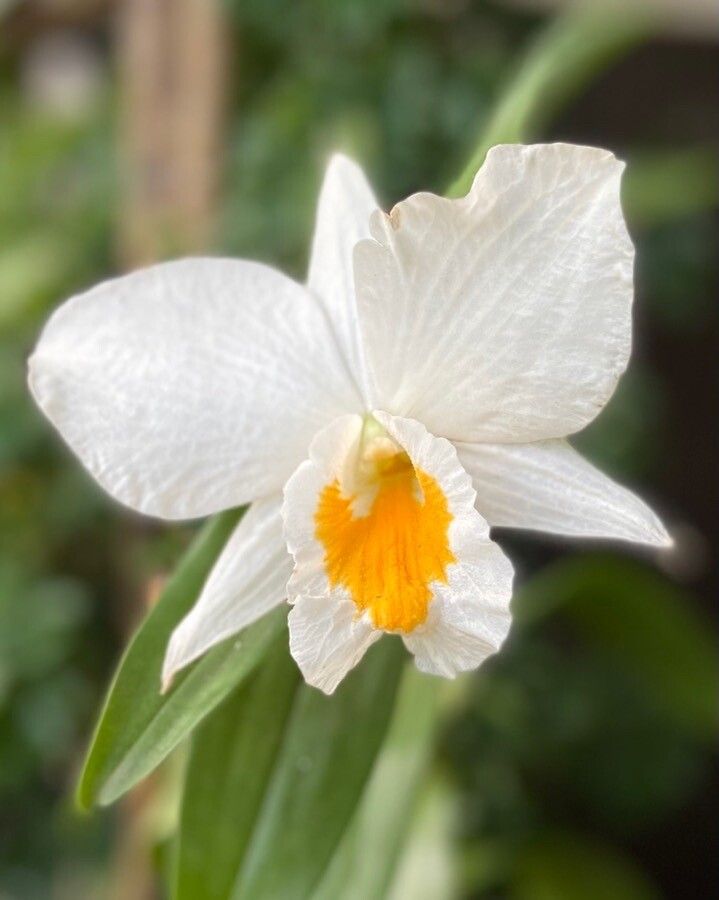 Dendrobium formosum — search result for 'Bangladesh'