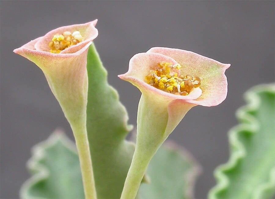 Euphorbia cap-saintemariensis flower