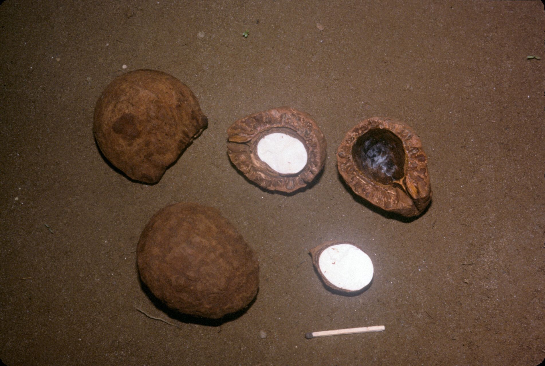 Caryocar nuciferum — houseplant care guide