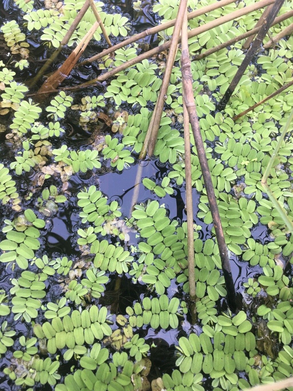 Salvinia natans habit
