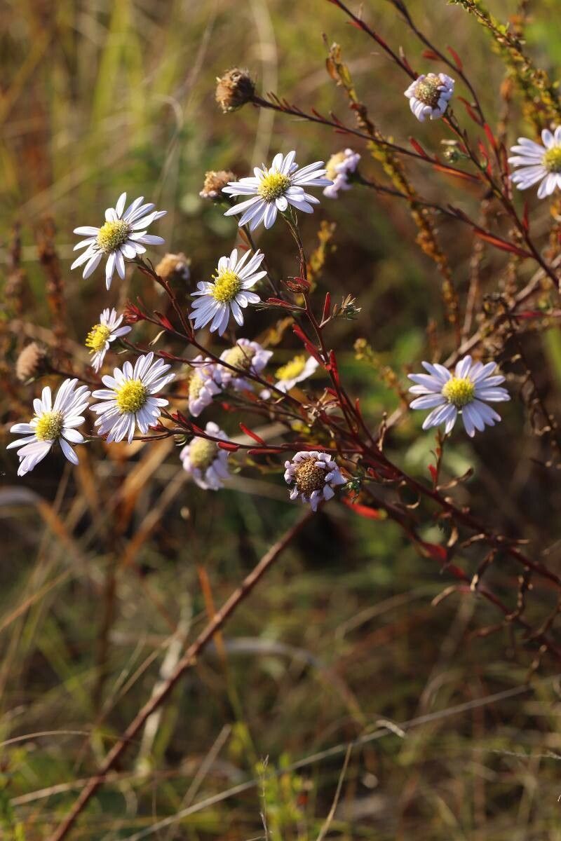Aster kantoensis flower