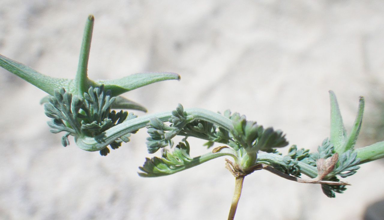 Nigella fumariifolia other