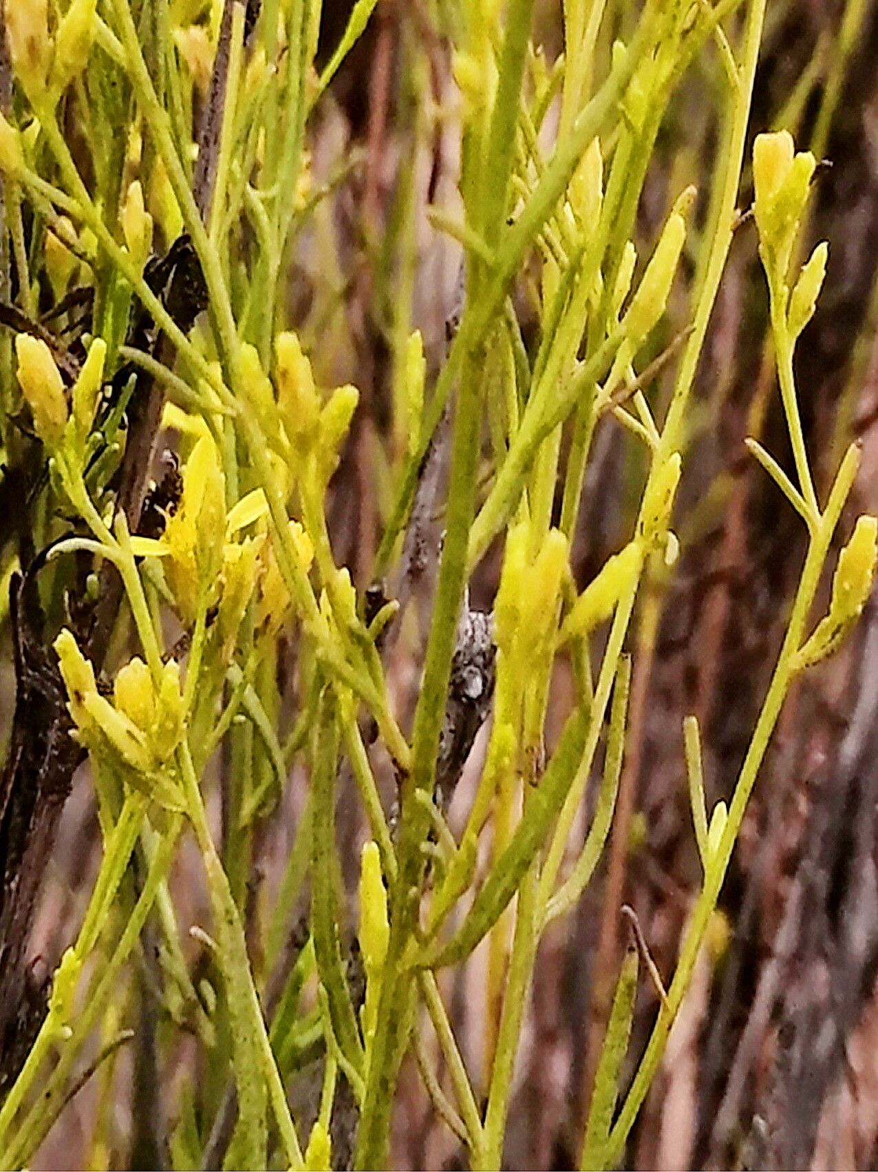 Gutierrezia resinosa — search result for 'Gutierrezia'