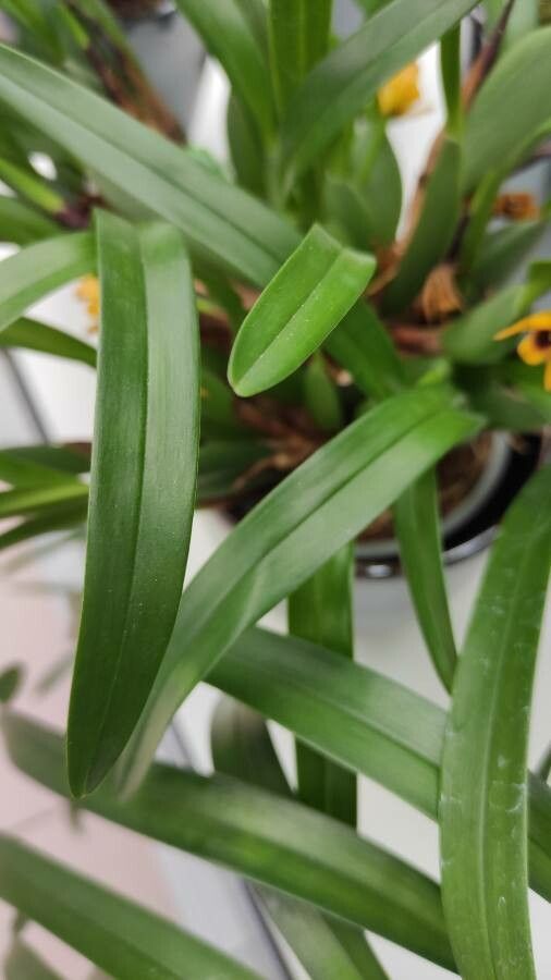 Maxillaria variabilis — search result for 'Maxillaria'