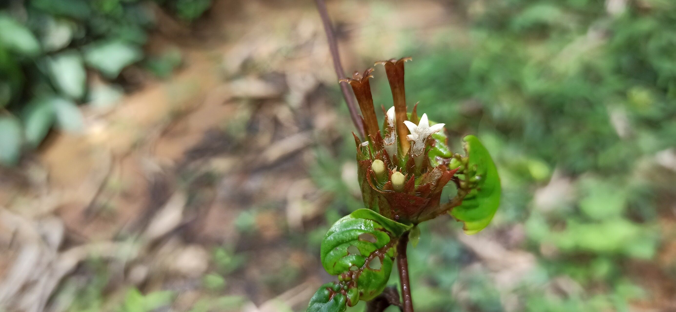 Sabicea gabonica flower
