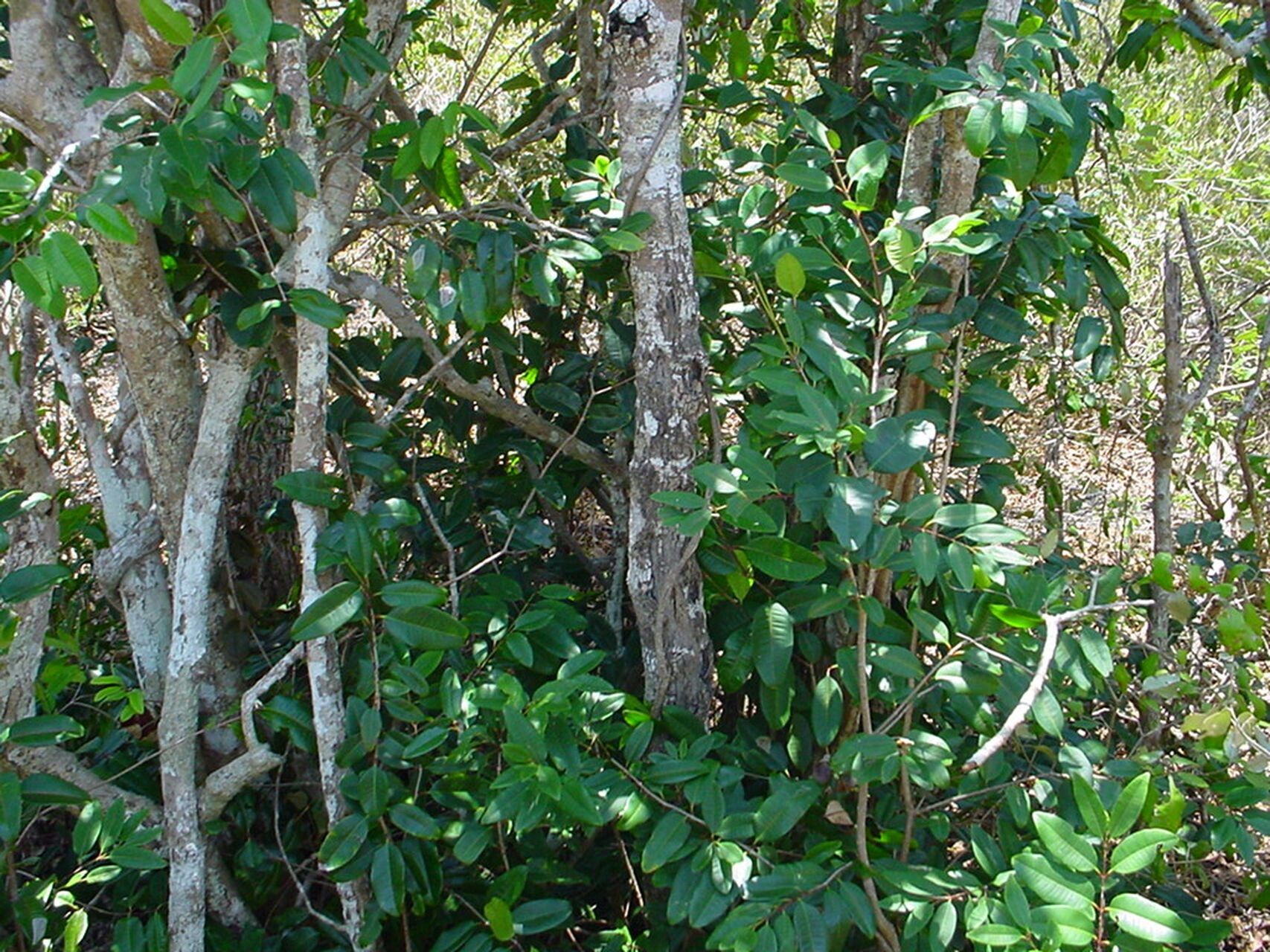 Syzygium poyanum habit