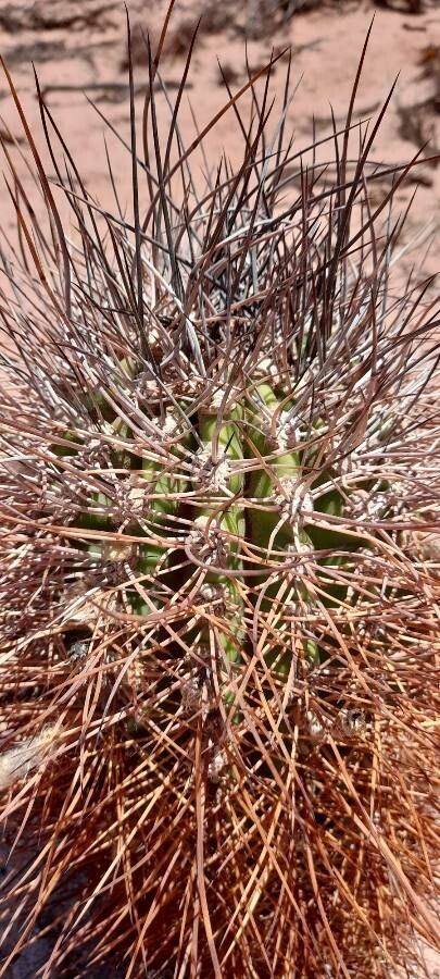 Echinopsis leucantha leaf