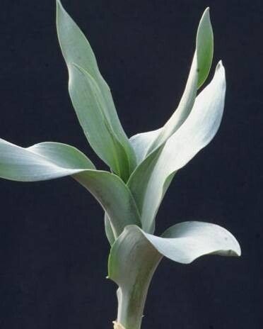 Ornithogalum pruinosum — search result for 'Ornithogalum'