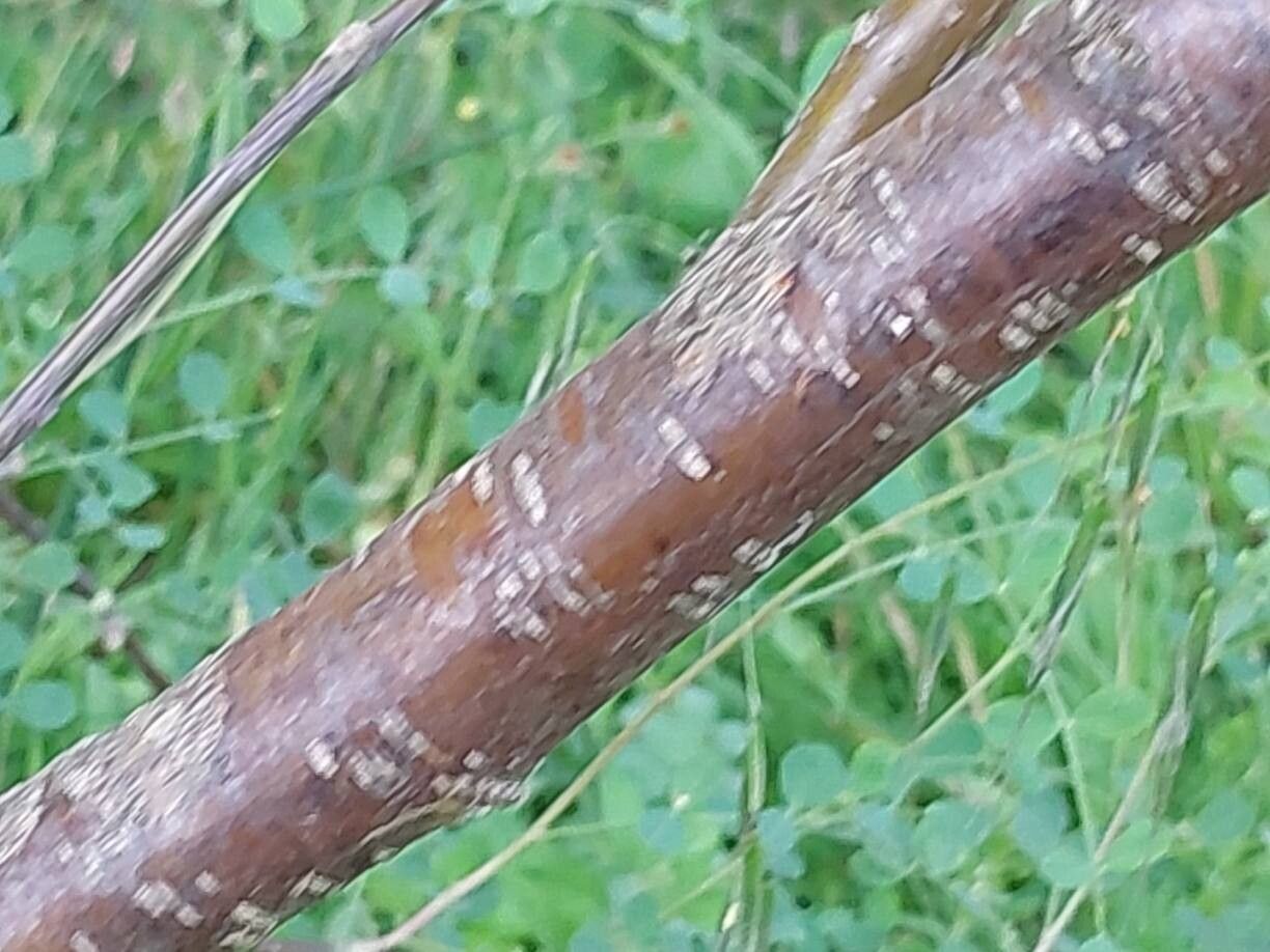 Colutea persica bark