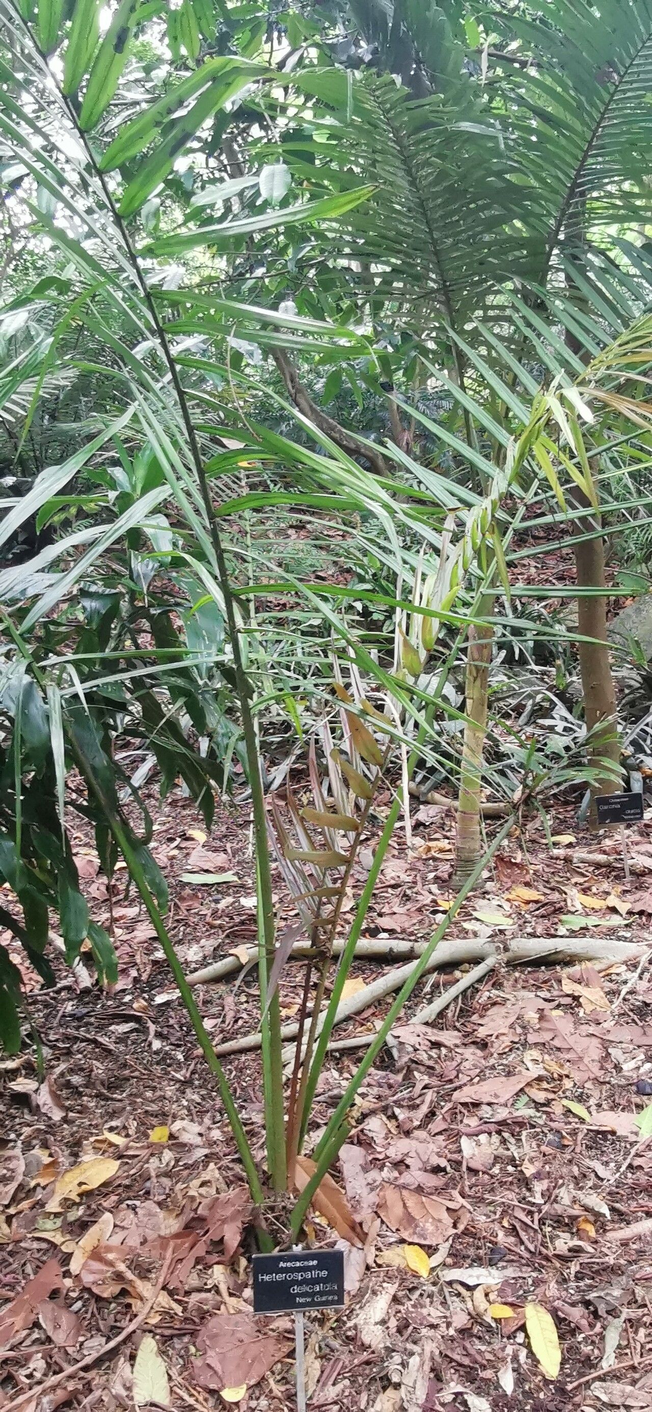 Heterospathe sphaerocarpa habit