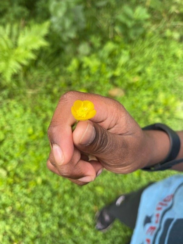 Ranunculus polyanthemos flower
