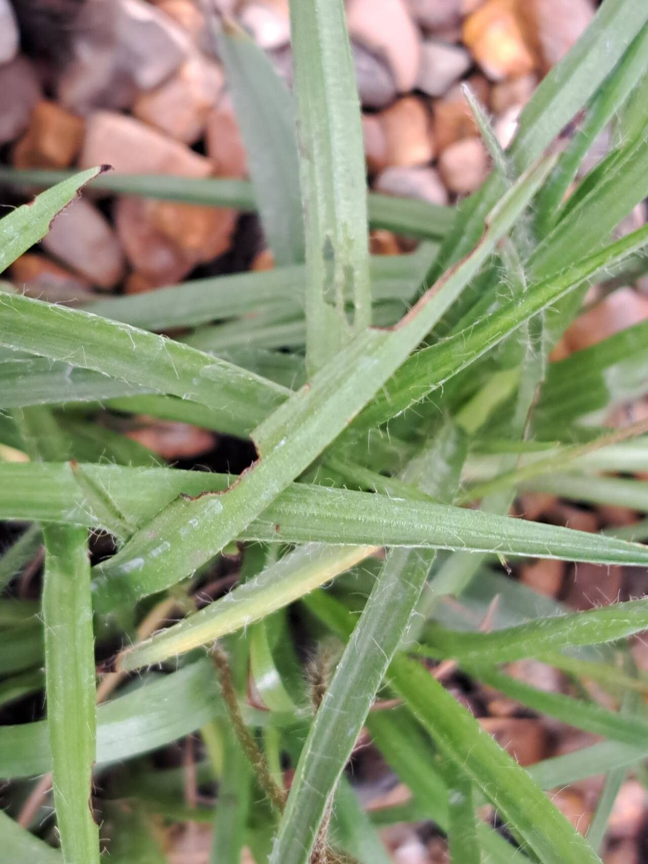 Hypoxis baurii leaf