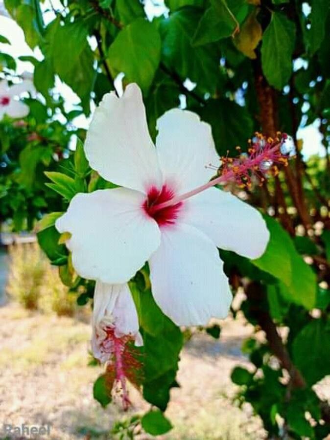 Hibiscus genevii flower