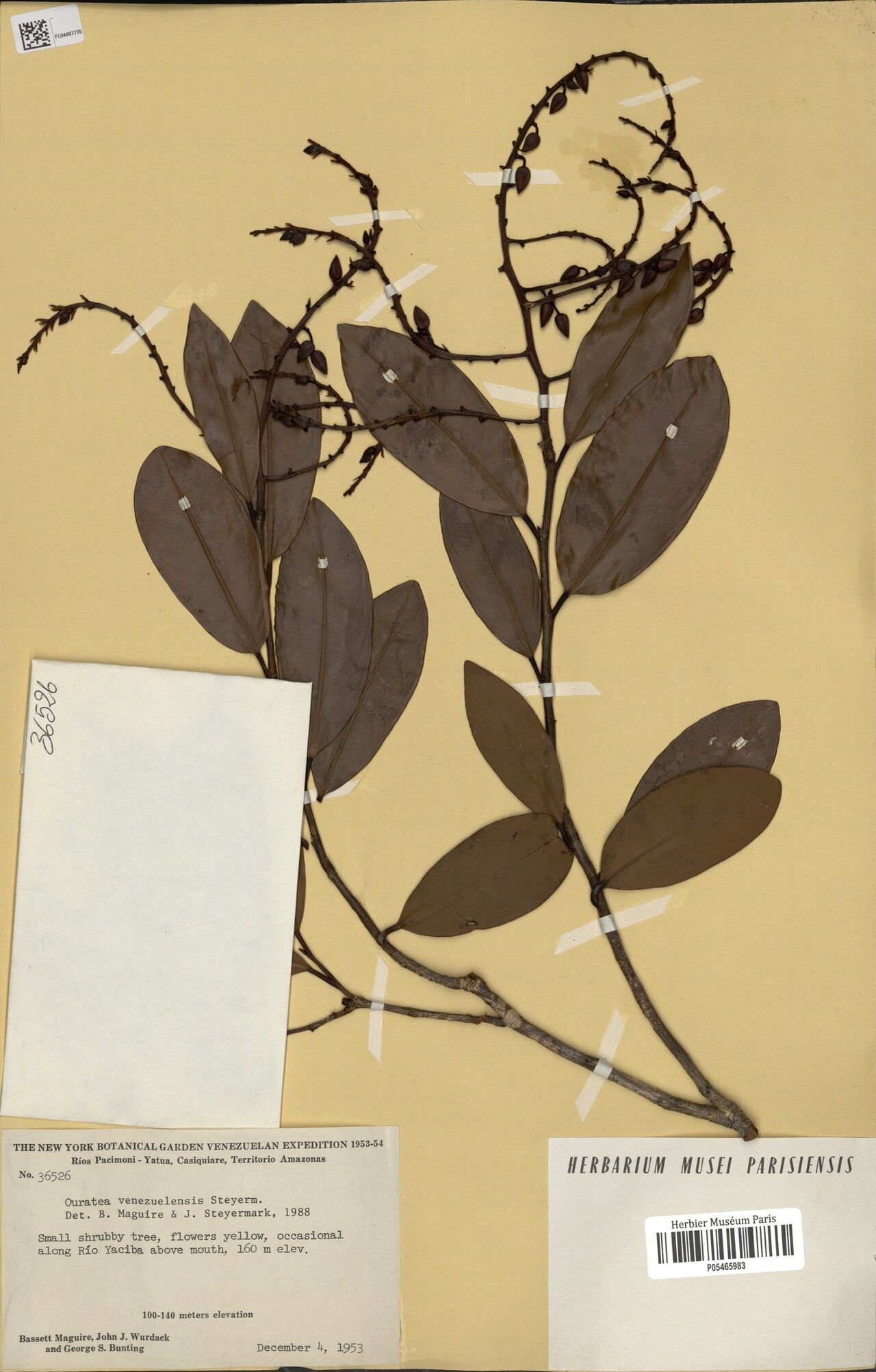 Ouratea thyrsoidea — houseplant care guide