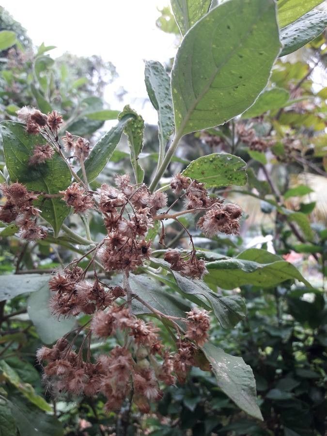 Pluchea carolinensis flower