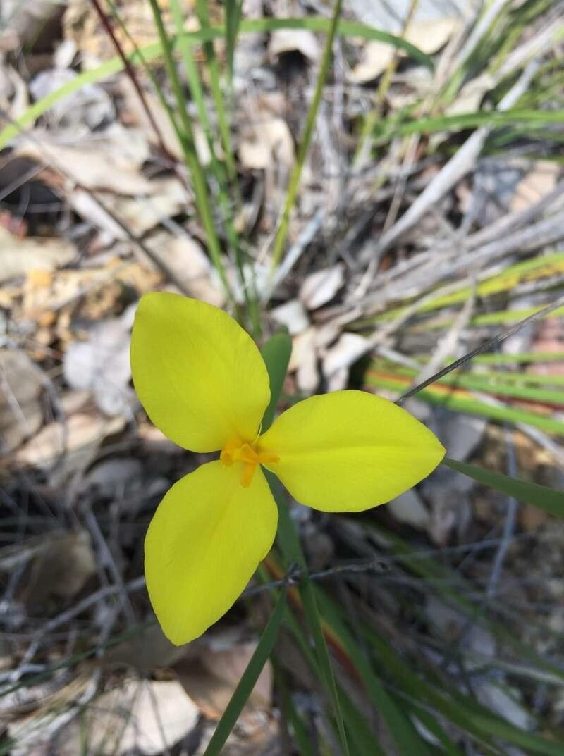 Patersonia umbrosa — search result for 'Patersonia'