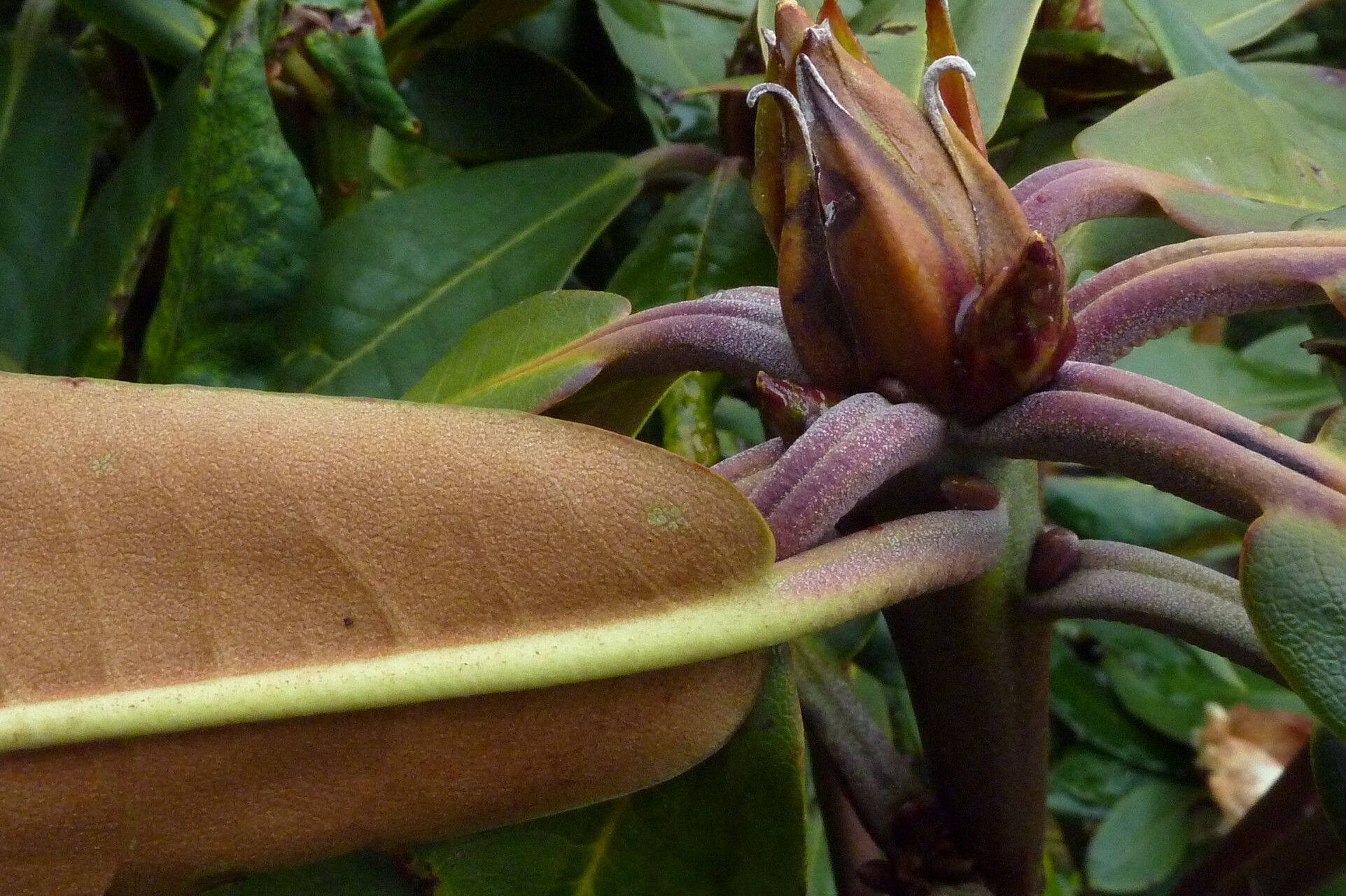 Rhododendron wightii leaf